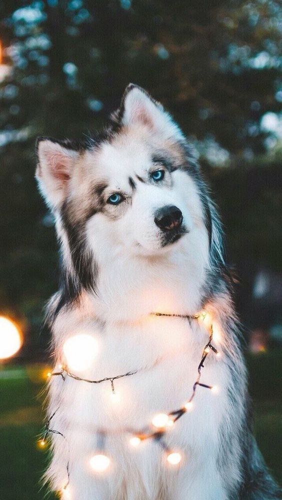 Husky With Lights Cute Dog Wallpaper Animals