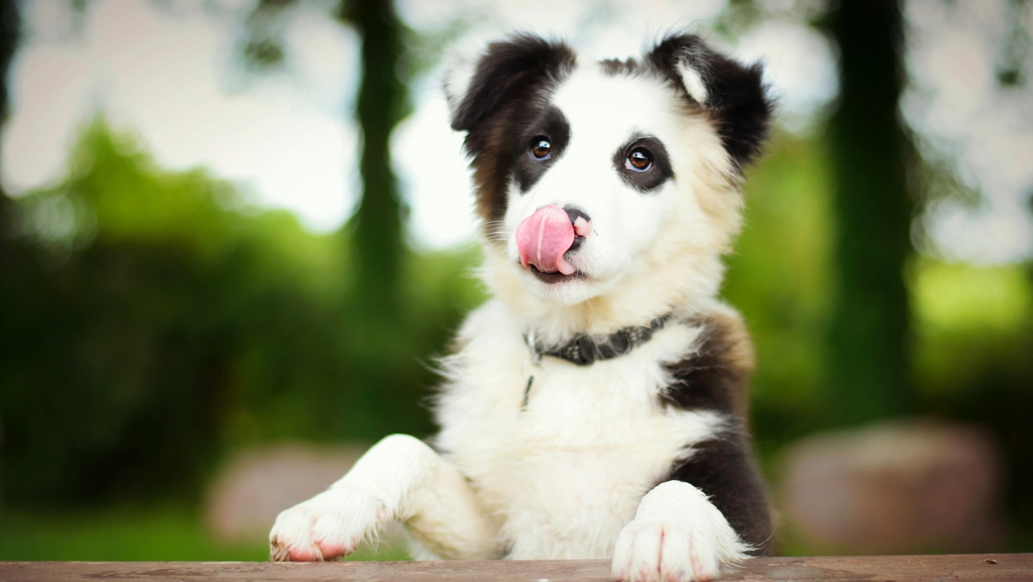 Free download Wallpaper border collie dog puppy tongue wallpapers dog ...