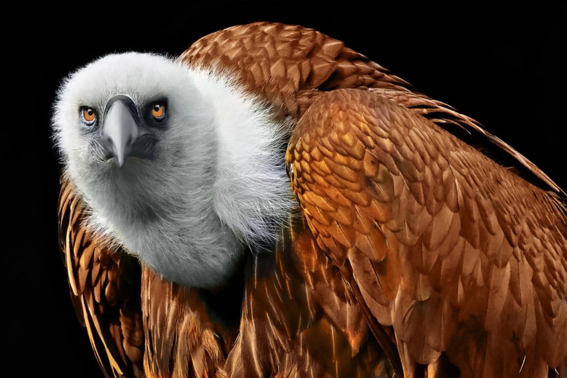 Griffon Vulture Wallpaper HD Desktopinhq
