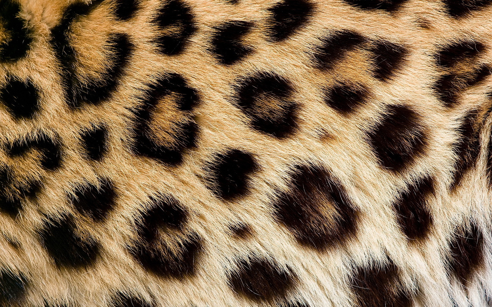 Leopard Skin HD Wallpaper Background