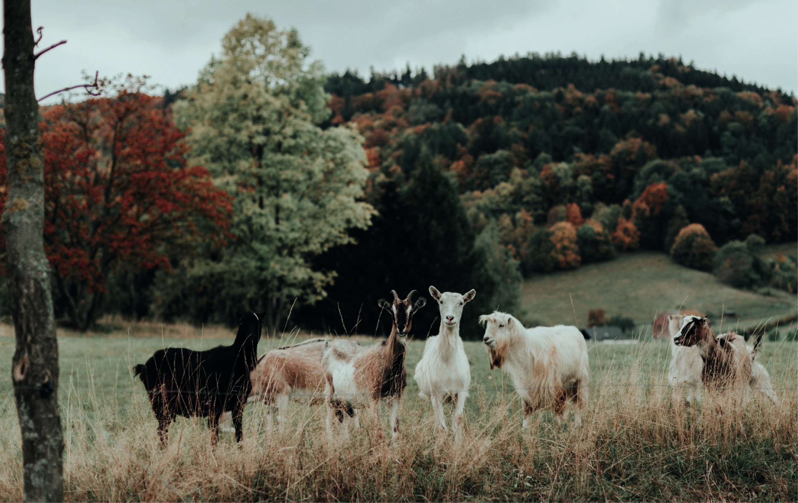 Aesthetic Animals Wallpaper