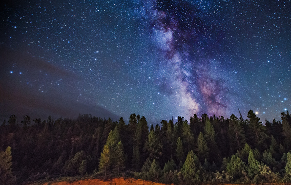 The Milky Way Space Trees Stars Mystery Wallpaper Photos