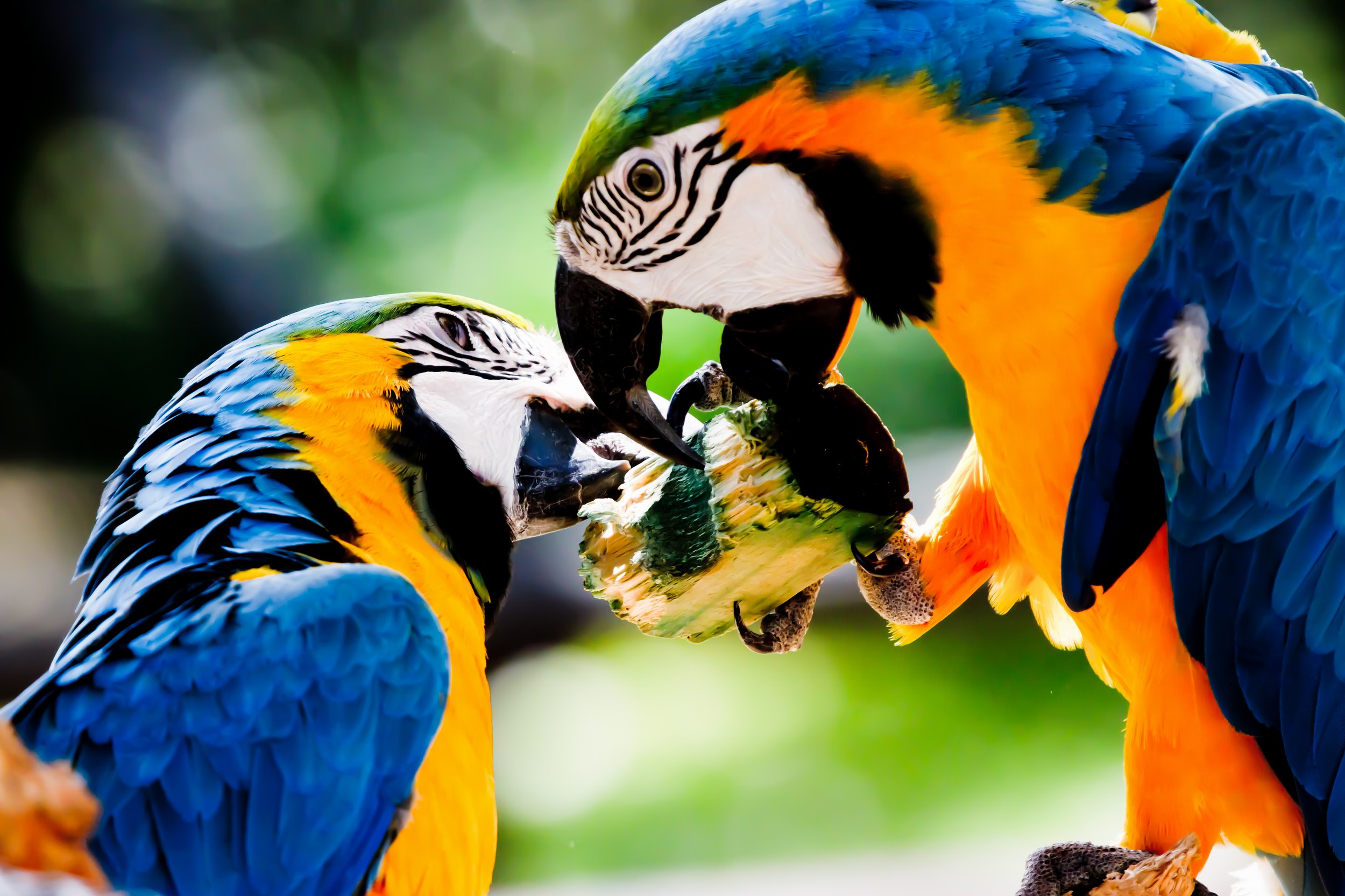 Blue and yellow Macaw Wallpaper 24   2500 X 1666 stmednet