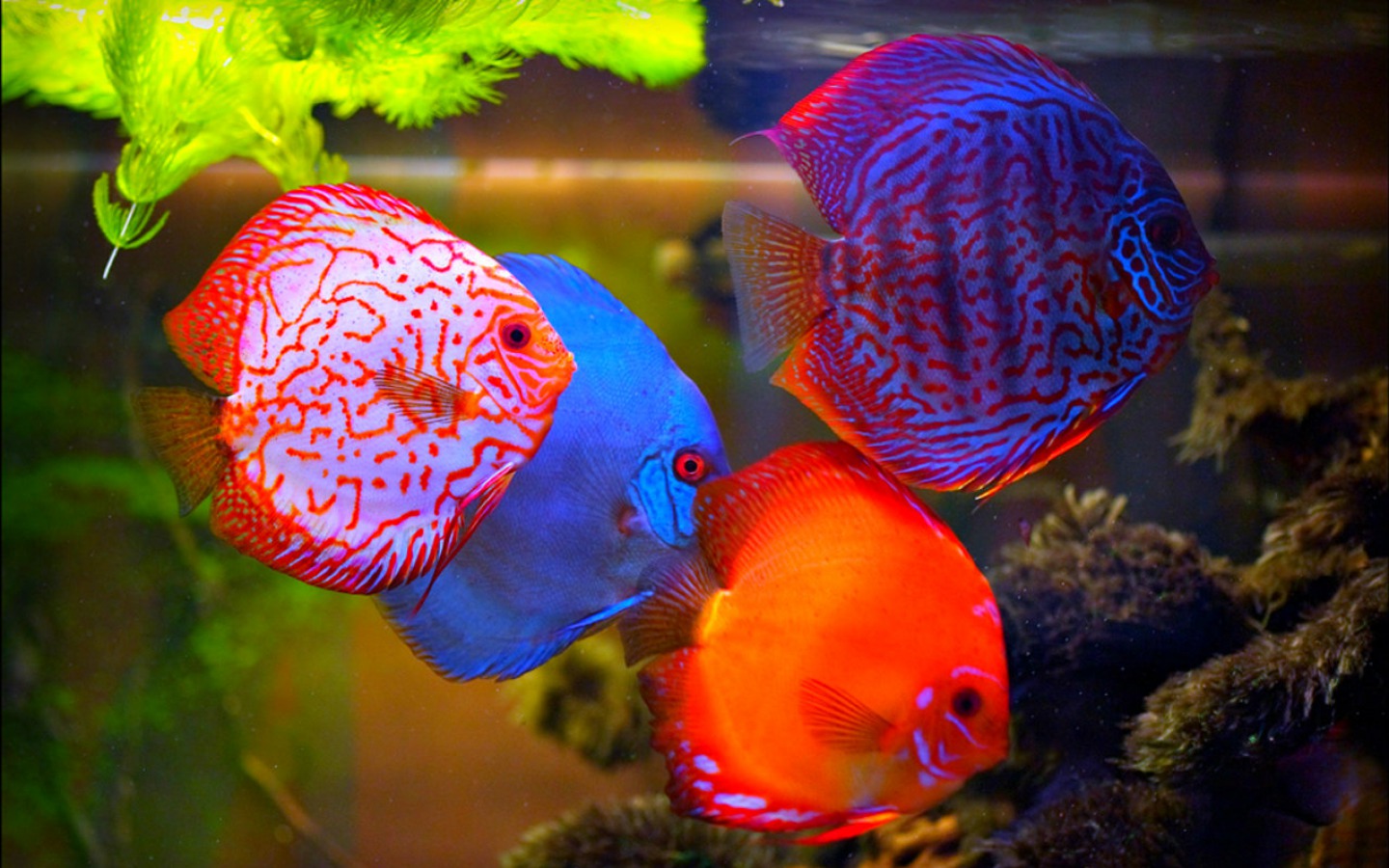 Fish Wallpaper Discus Live Tropical