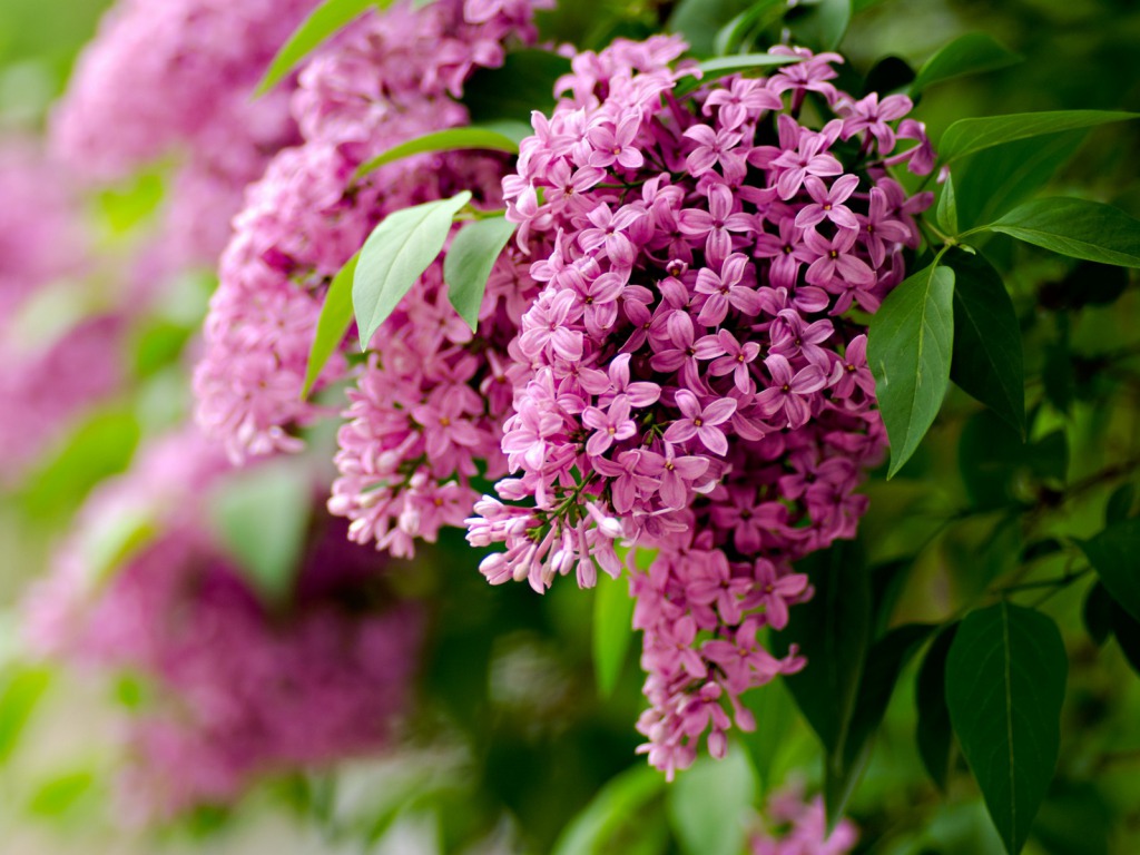 Lilac Flowers Spring One HD Wallpaper Pictures Background