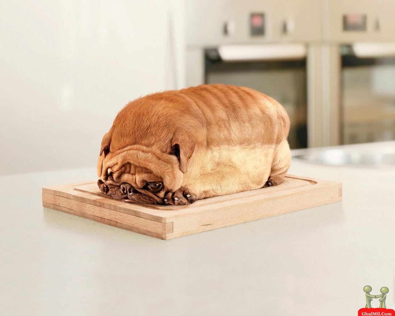 Very Funny Dog Bread Style Wallpaper Picture