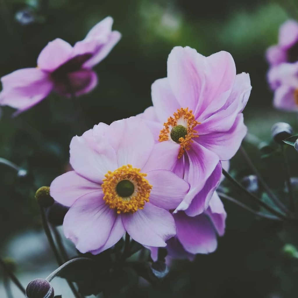 Anemone Flower Picture Wallpaper