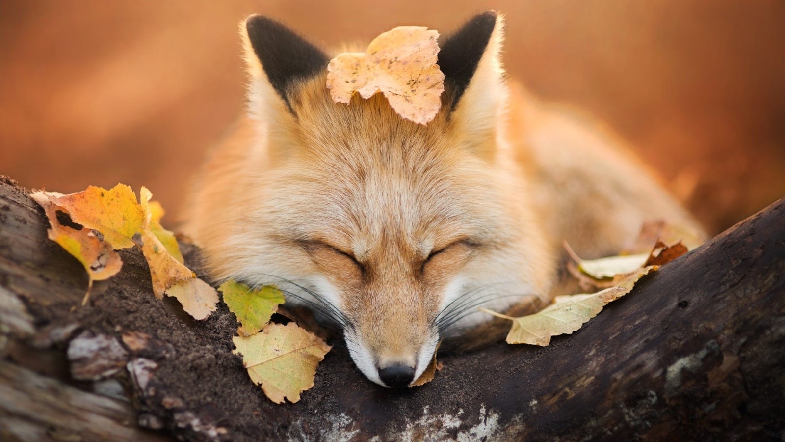 Cute Sleeping Fox Wallpaper X