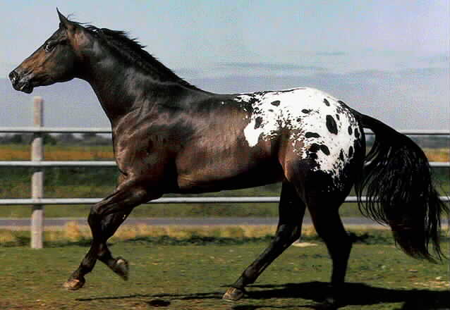 Black Appaloosa Horse Beautiful
