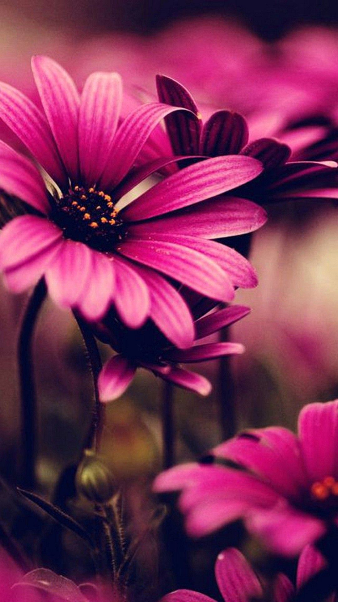 Flower Wallpaper iPhone Image