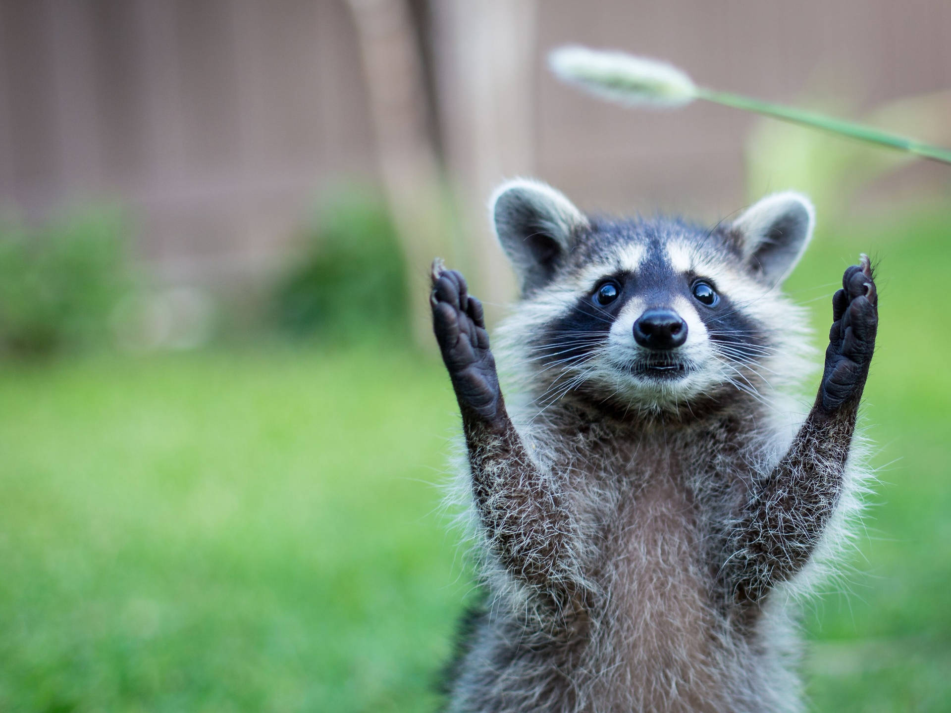 Top Animal Fur Wallpaper Full HD 4k To Use