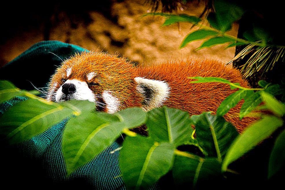 Red Panda Sleep HD Wallpaper Desktop Gallery
