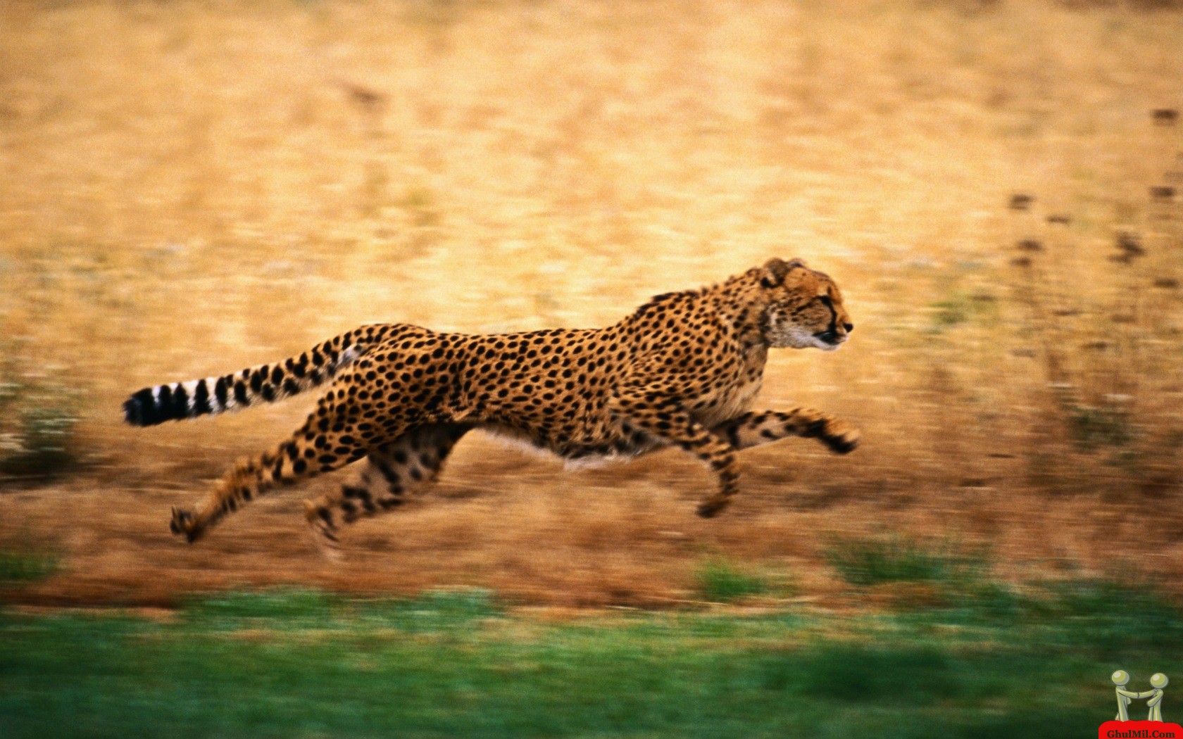 Running Cheetah HD Wallpaper For Desktop E Entertainment