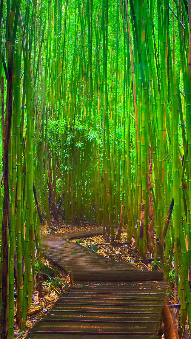Bamboo Forest iPhone Wallpaper