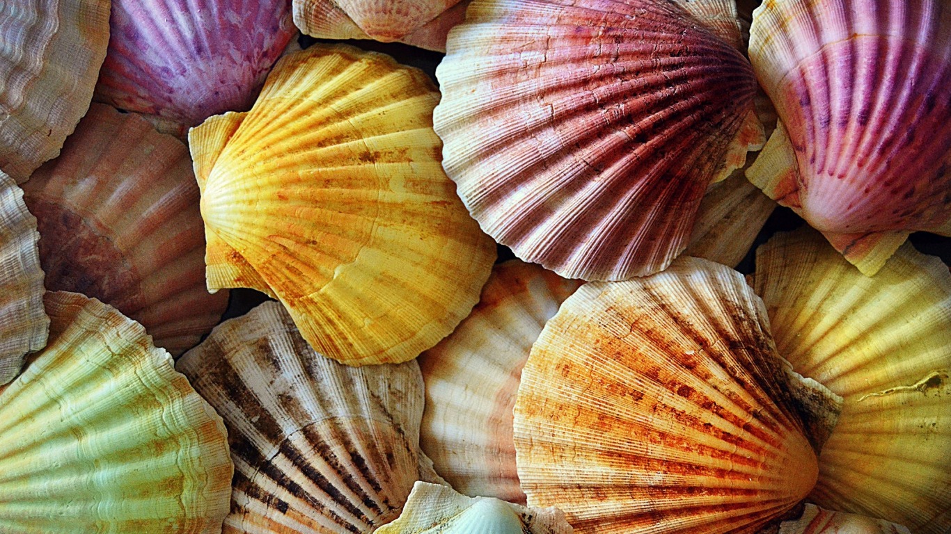 Cool Seashells Wallpaper For