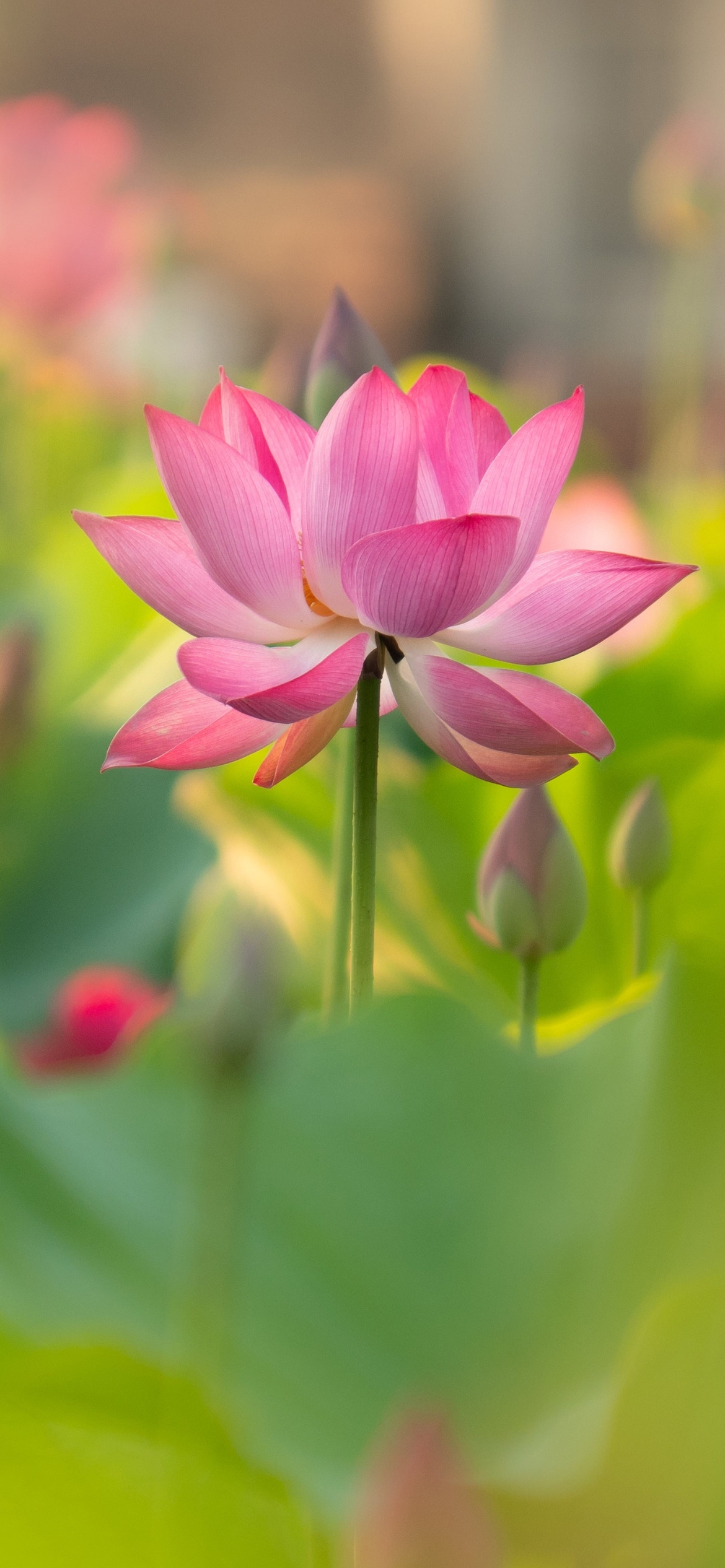 Flower Mobile Wallpaper HD