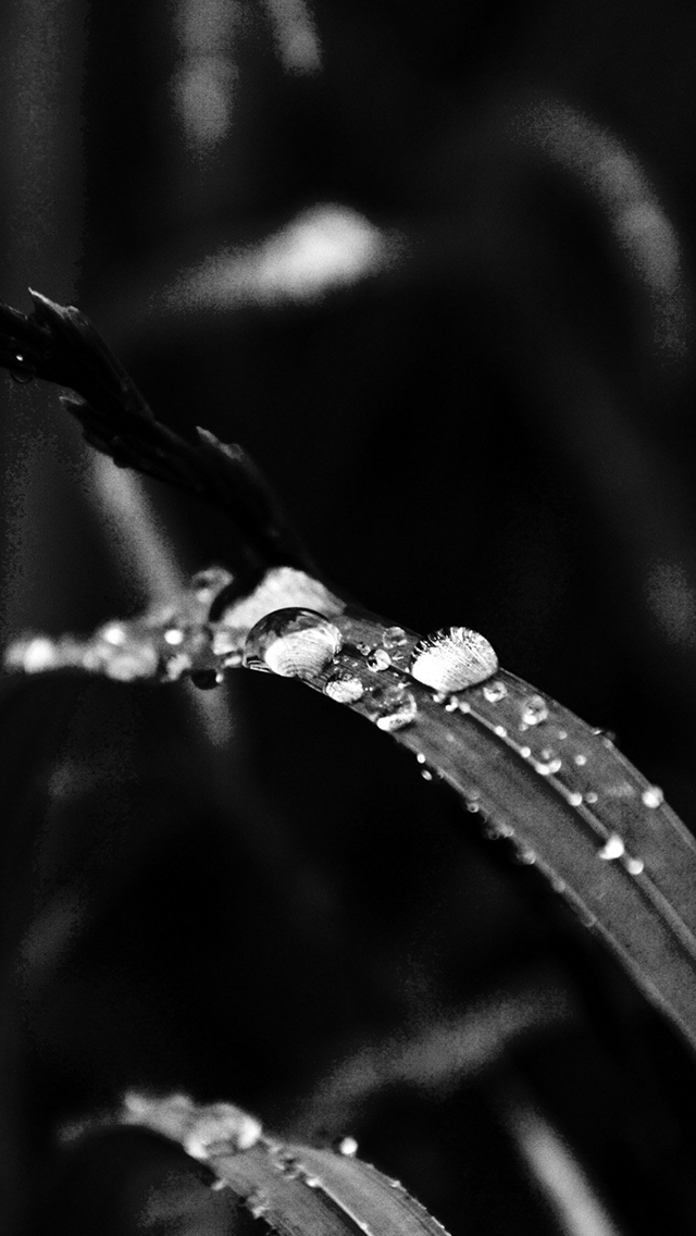 Grass Drop Water Rain Nature Forest Dark Bw iPhone Wallpapers Free