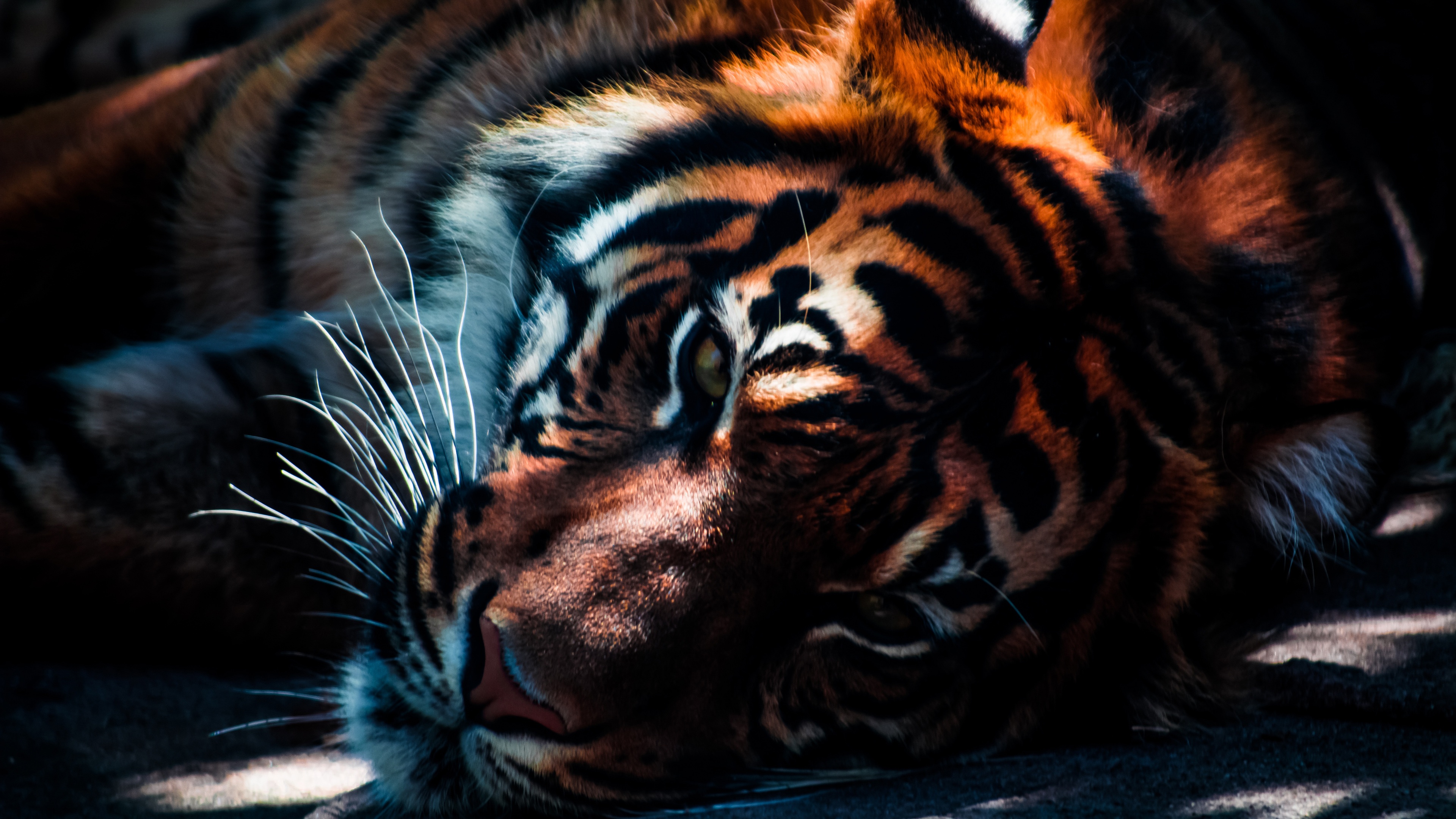 Tiger HD Wallpaper Px For