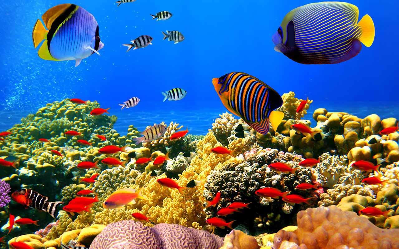 Download Screensaver Aquarium 3d Gratis Image Num 61