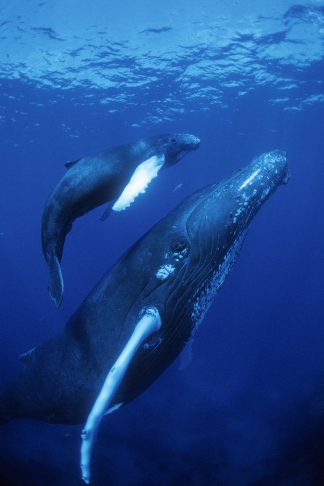 Background Pictures Photos iPhone Wallpaper Mommy Whale Jpg
