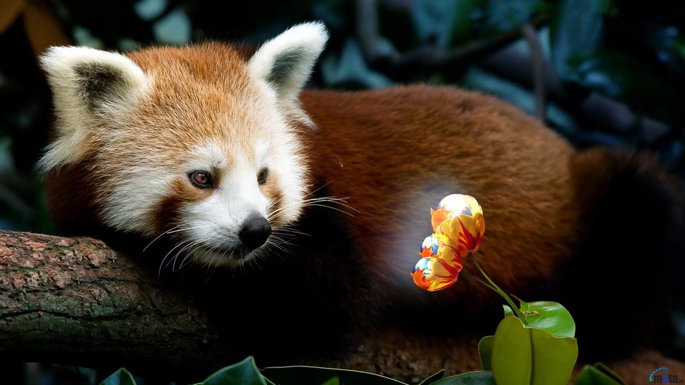 Resolu O Rea De Trabalho Do Panda Vermelho Vetor