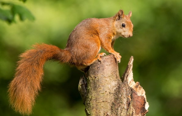 Wallpaper Squirrel Animal Red Tail