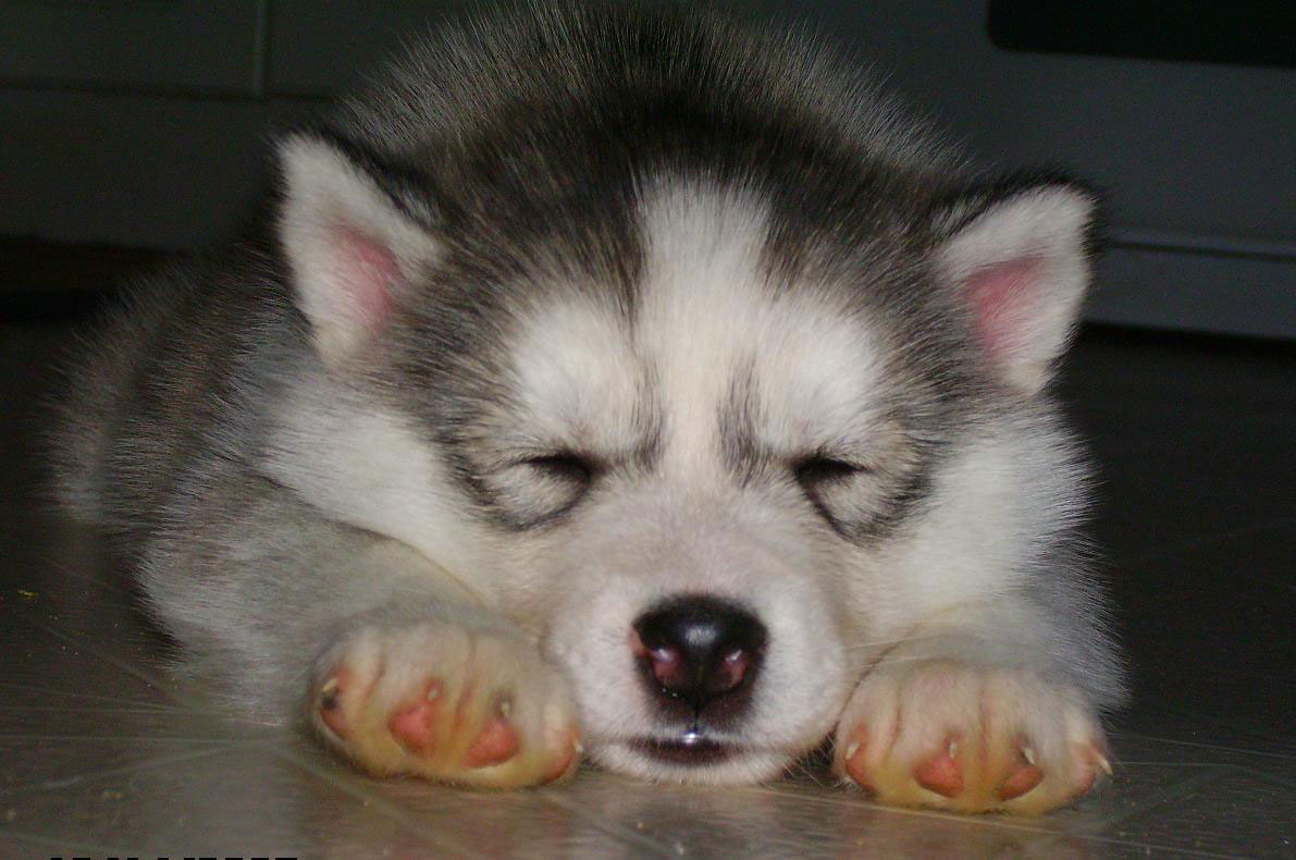 Cute Husky Puppies Wallpaper HD Desktop Background