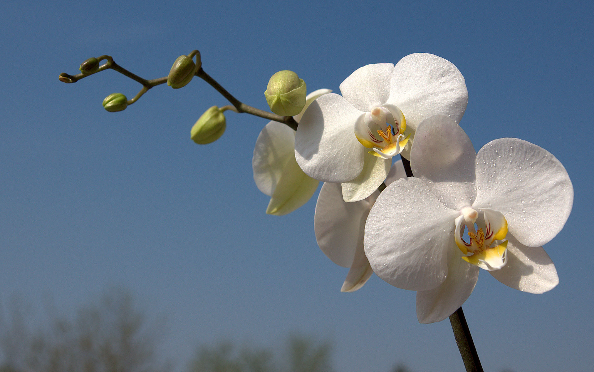 White Orchid In Vase Wallpaper