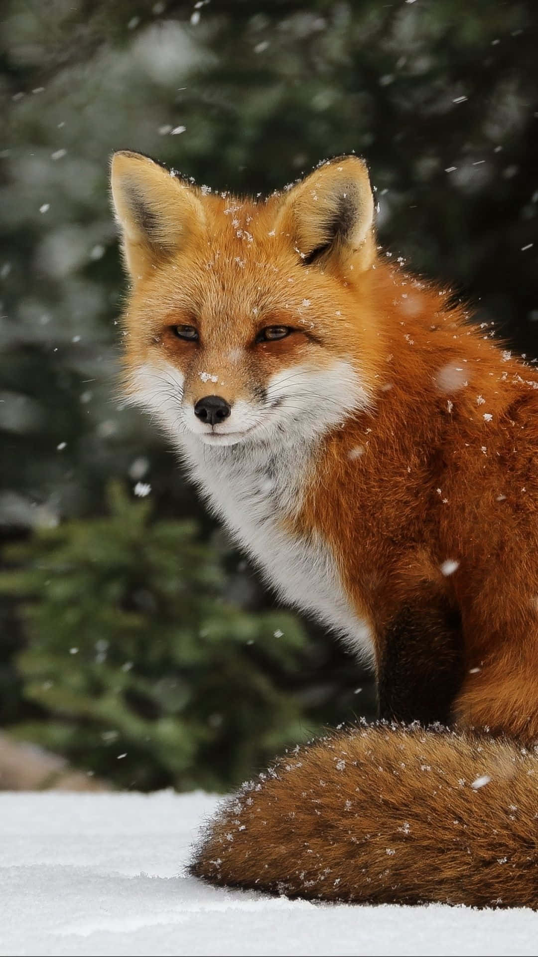 Cute Animal iPhone Wallpaper