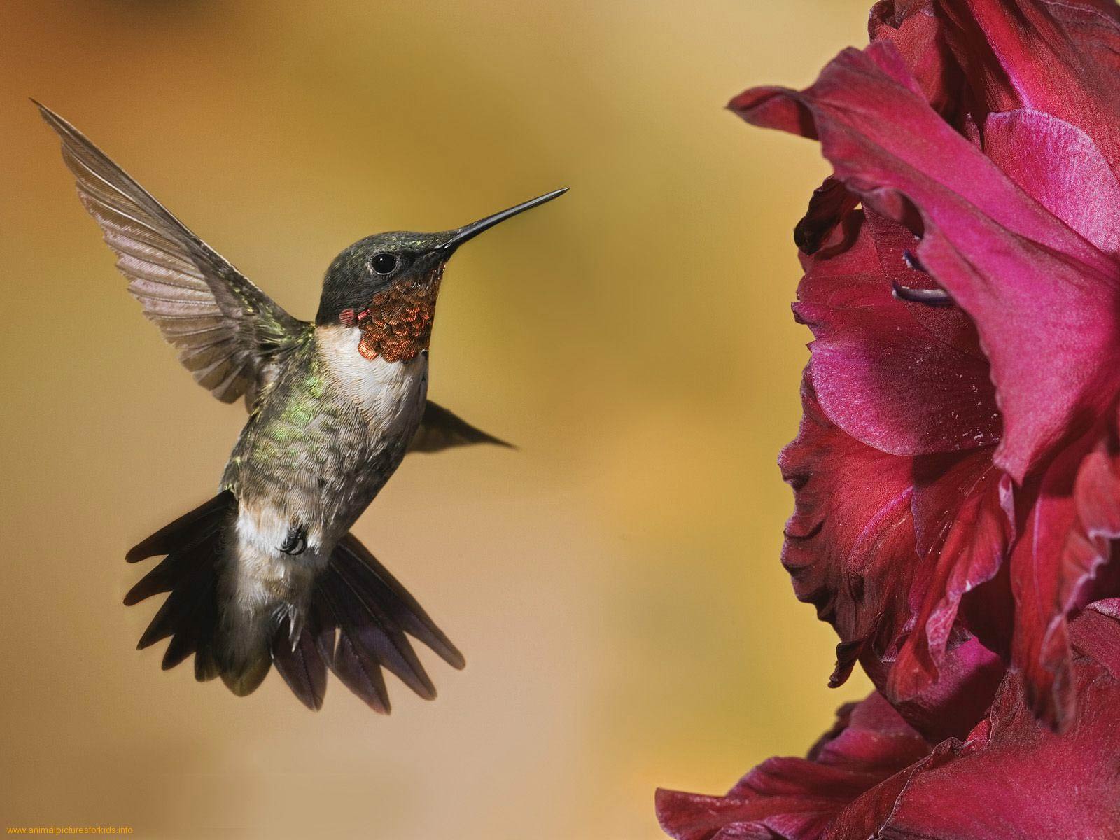 Hummingbird Wallpaper For Desktop And Mobile