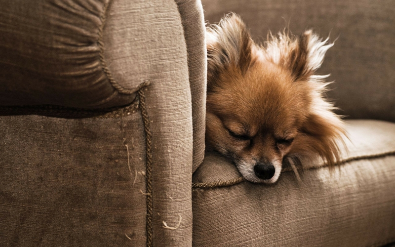 Couch Animals Dogs Sleeping Chihuahua Wallpaper