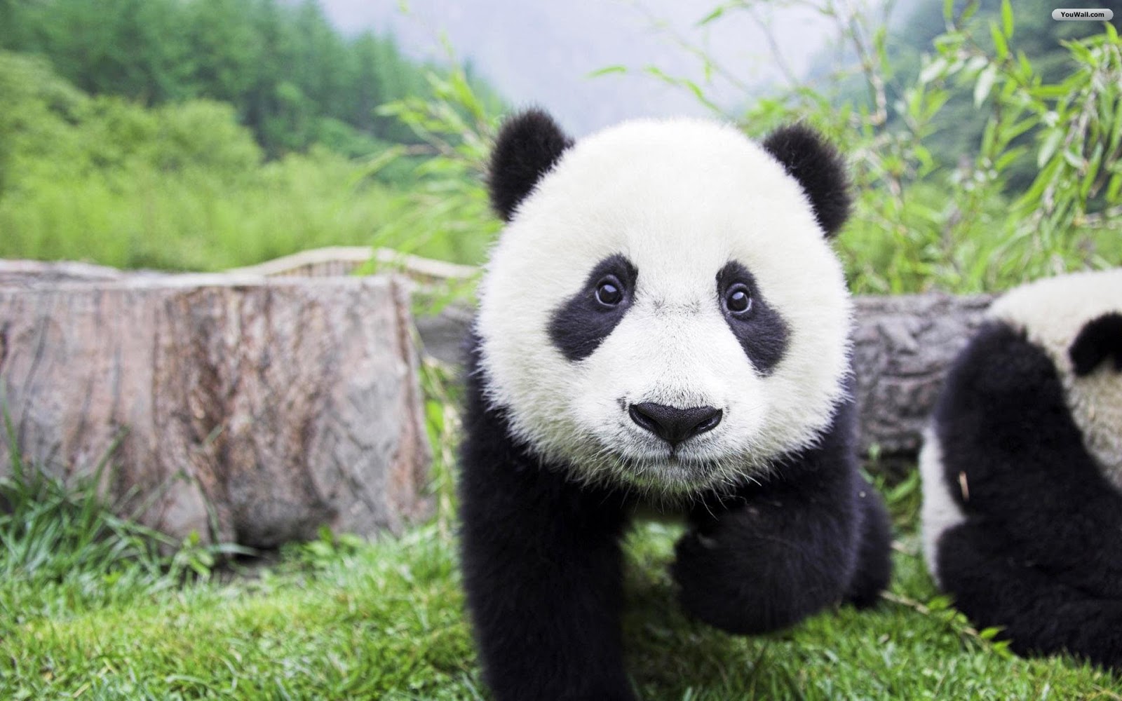 Panda HD Wallpaper Journey To Success