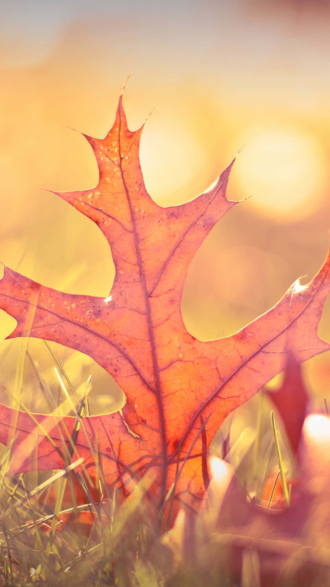 Autumn iPhone Plus With A Maple Leaf Wallpaper