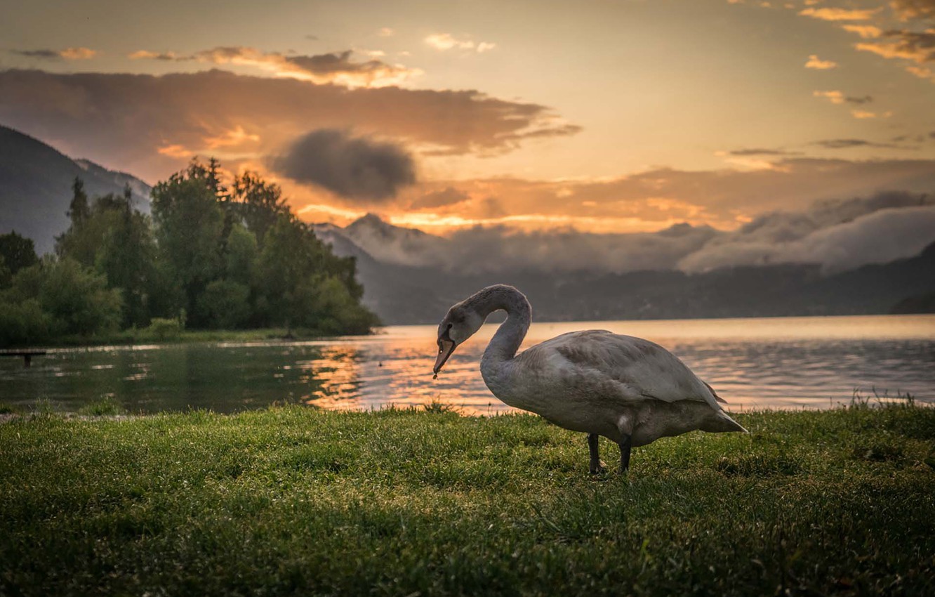 Wallpaper Grass Swan Twilight Sunset Mountains Clouds Lake