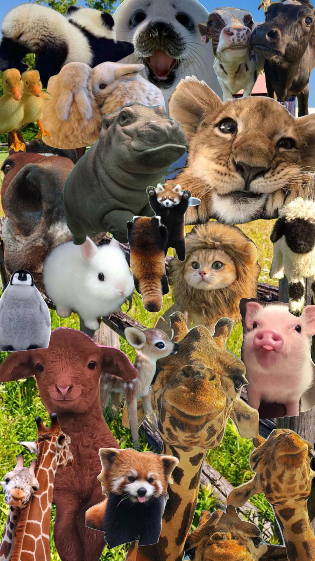 Aesthetic Animal Collage Wallpaper