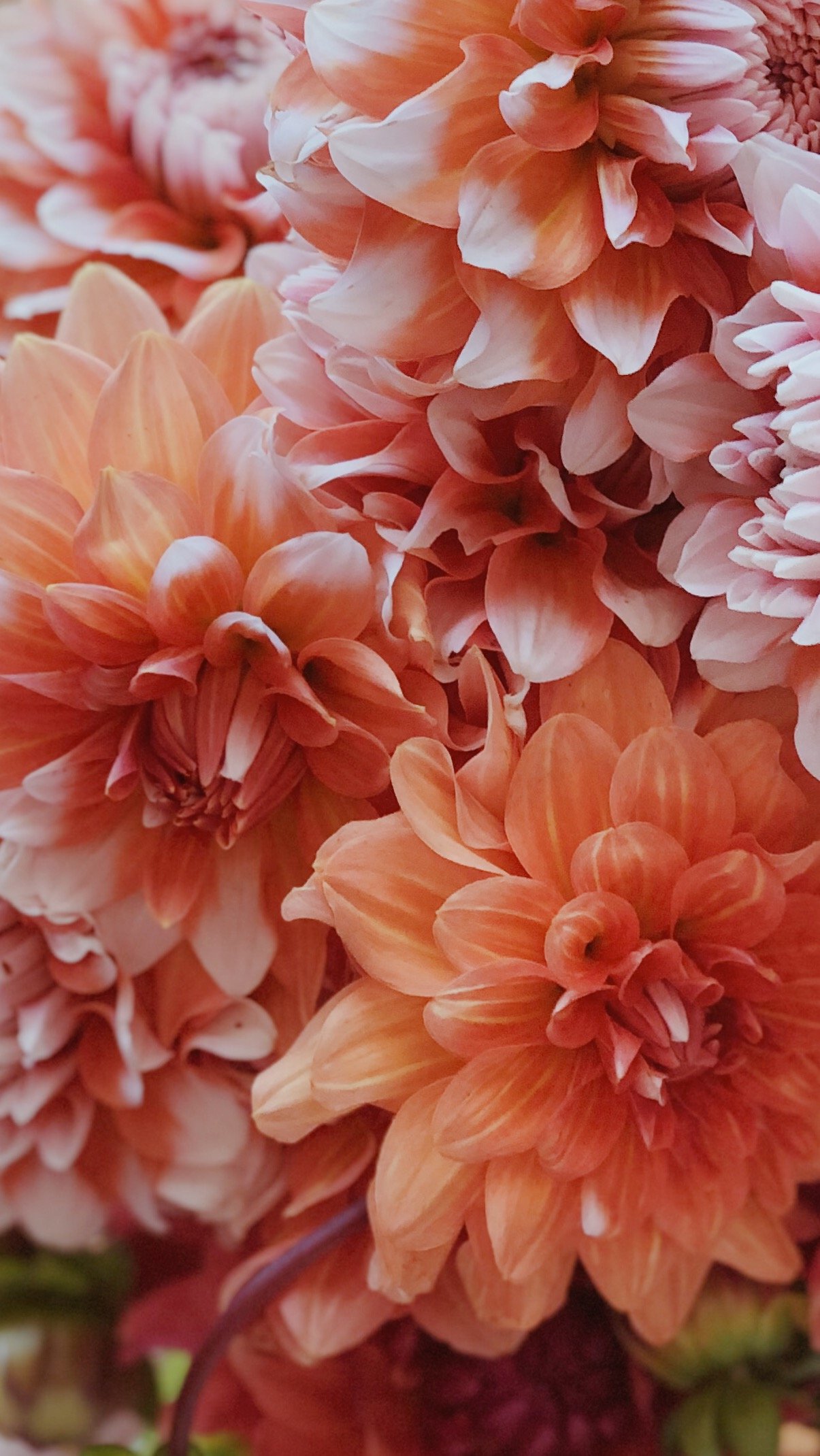 Dahlia Flower Wallpaper