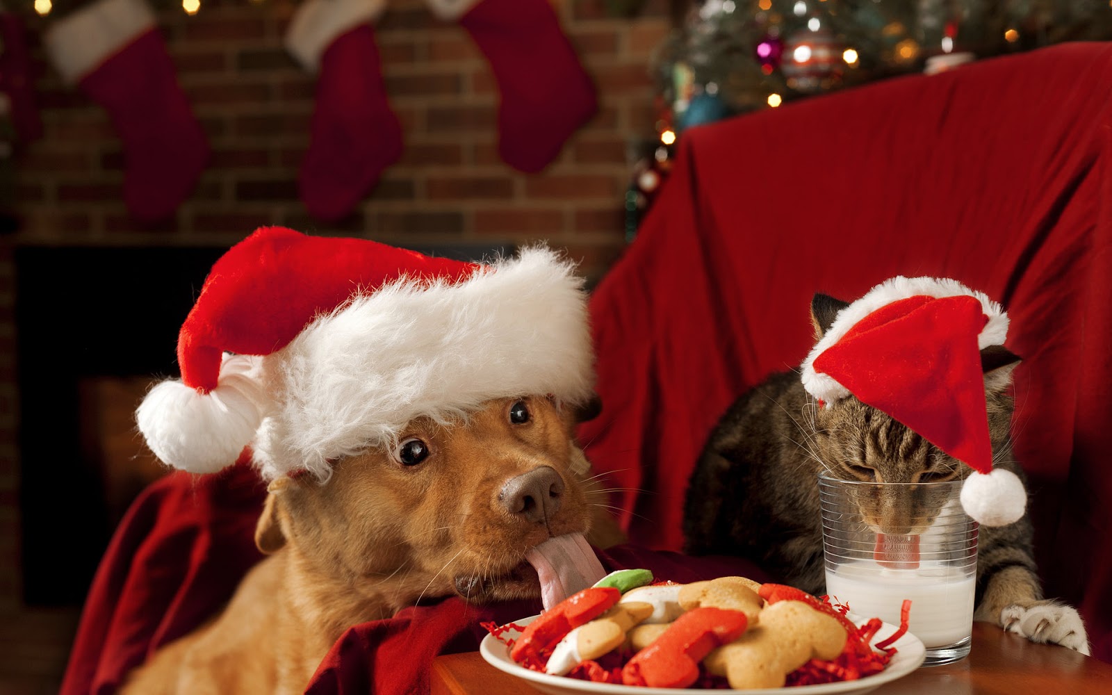 Christmas Wallpaper With A Dog And Cat Wearing Hats HD