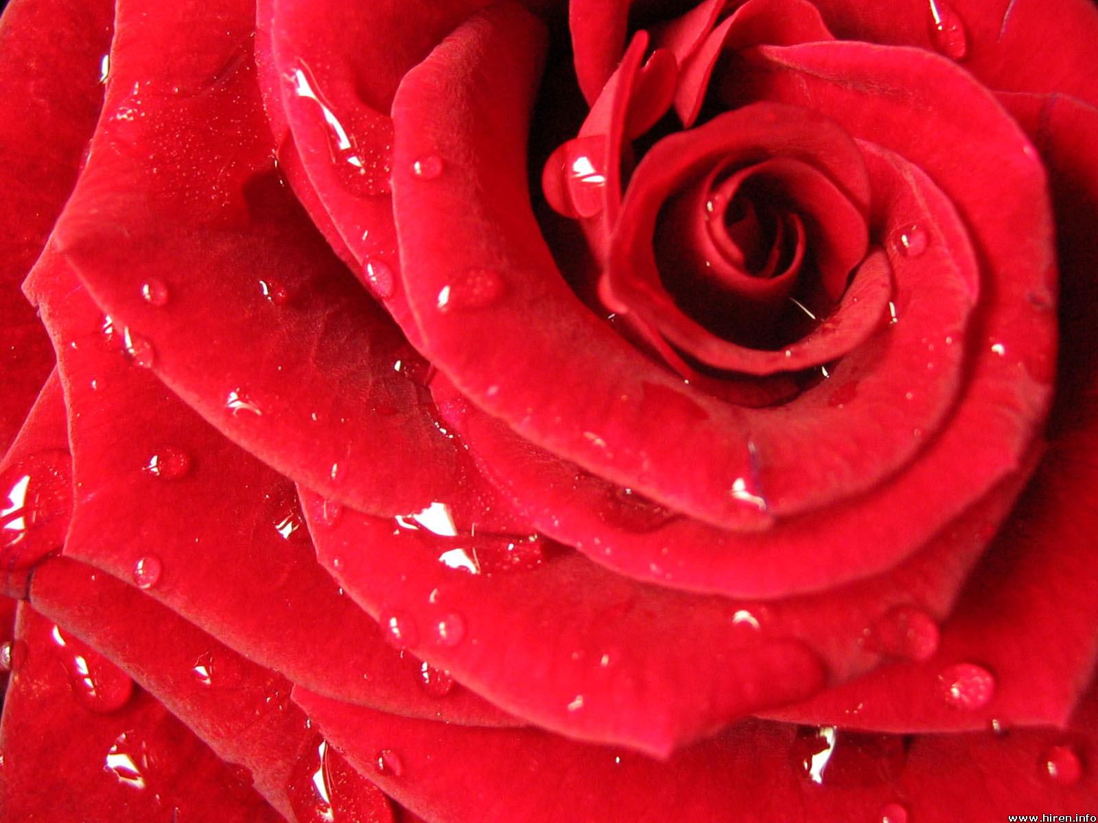 Red Rose Flowers Wallpaper Flower Pictures Desktop