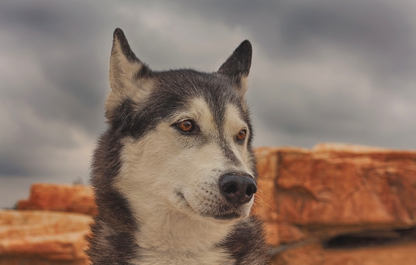 Wallpaper Husky Dog Face Portrait