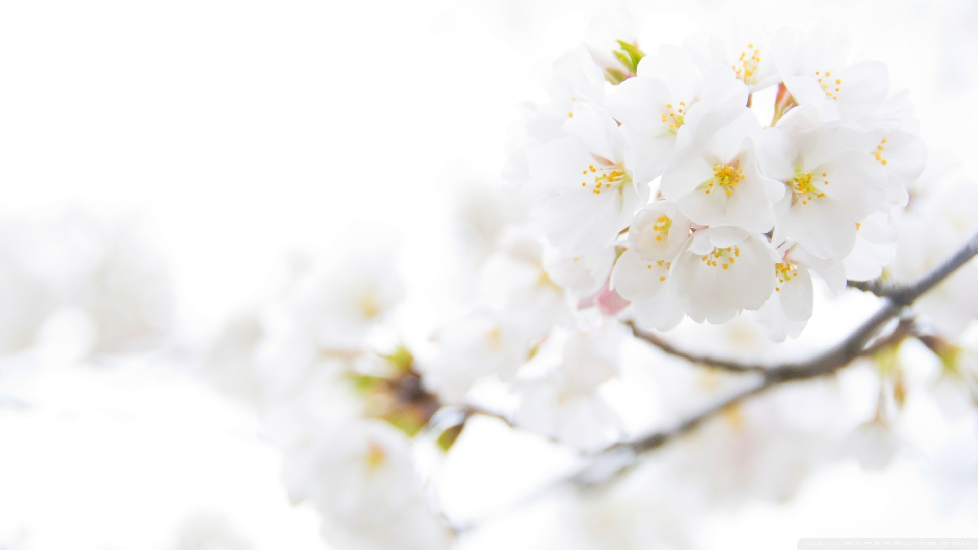 New Lovely White Flowers Images View 846992 Wallpapers RiseWLP