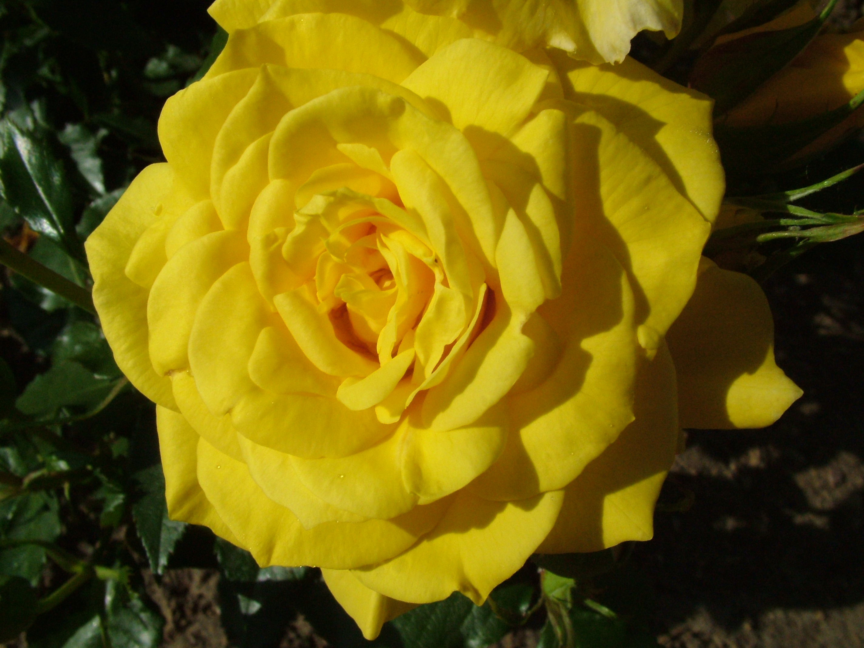 Rose Flowers Wallpaper Yellow