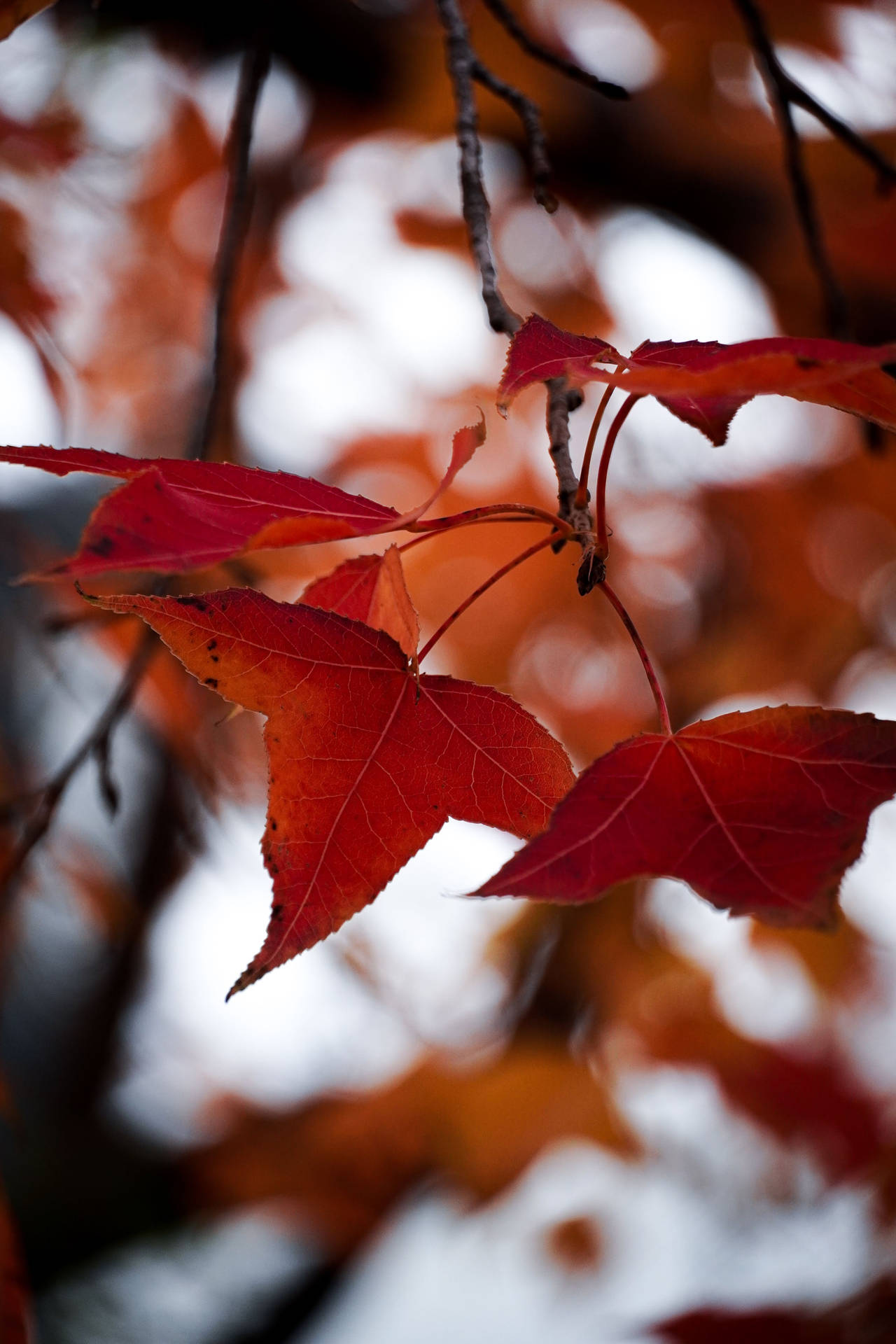Autumn Phone Wallpaper