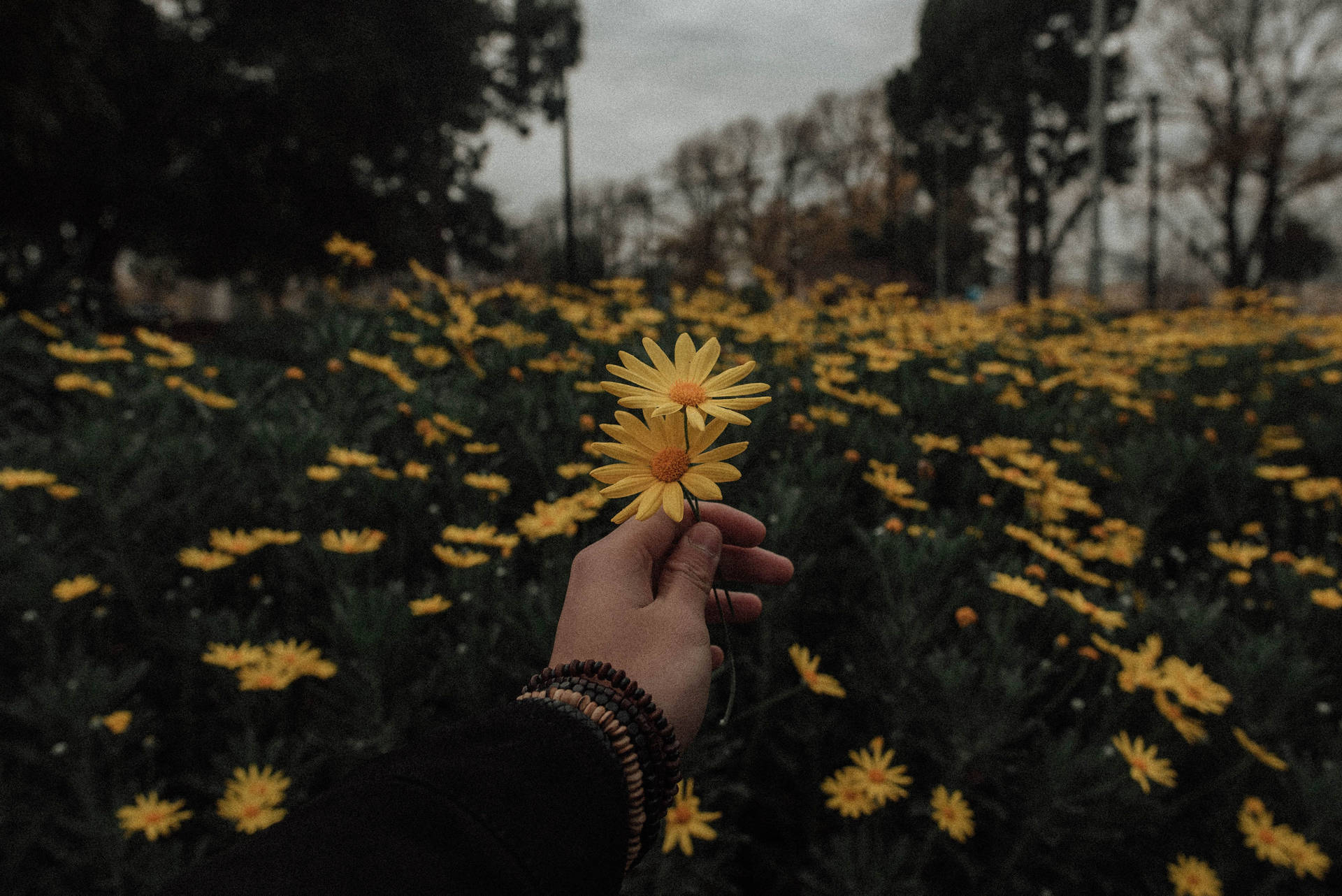 Daisy Aesthetic Wallpaper