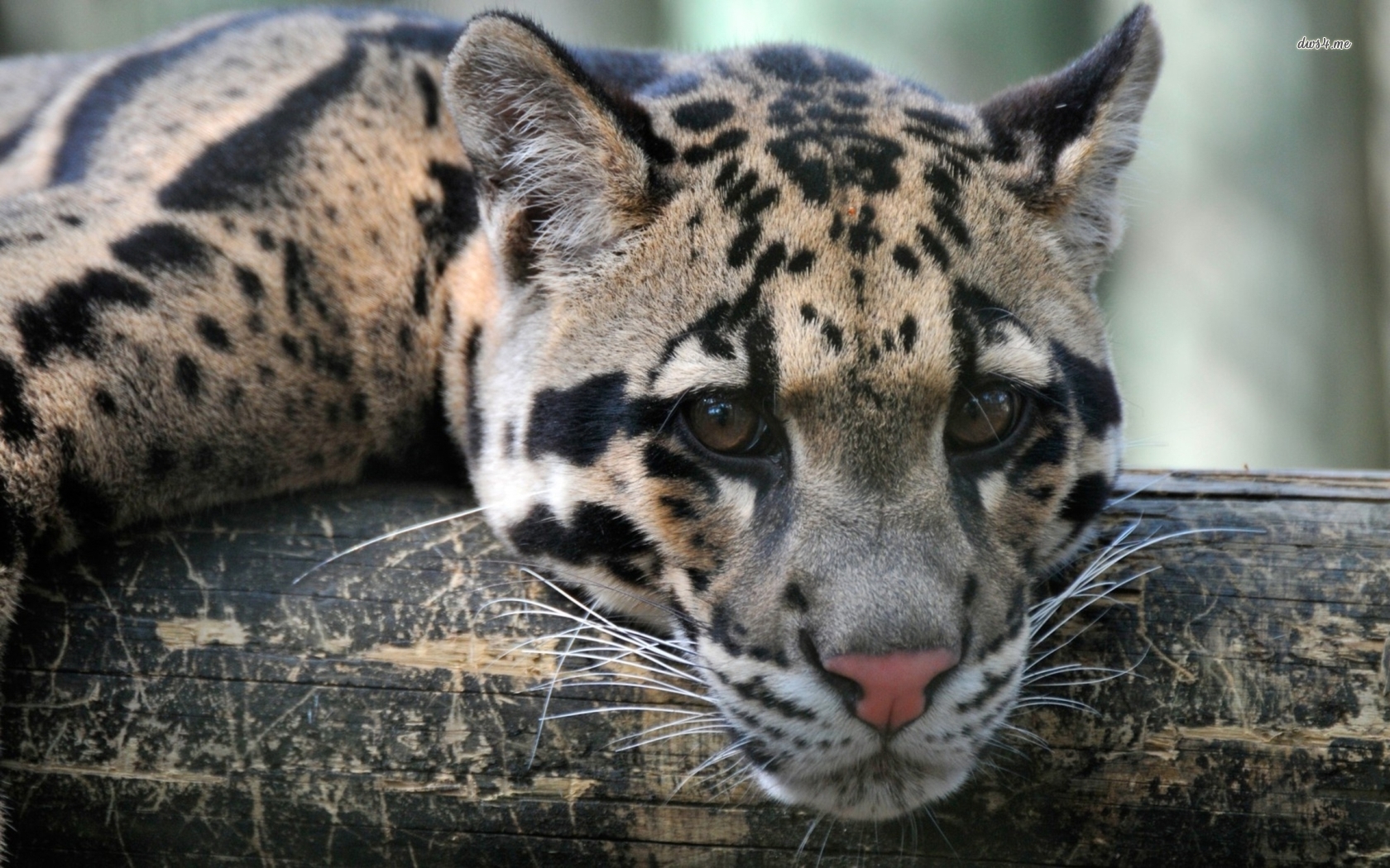 Clouded Leopard Wallpaper Animal