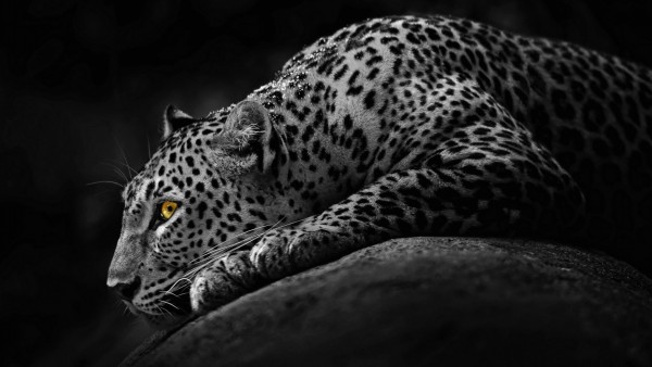 Amazing Leopard Black And White Background In Following HD