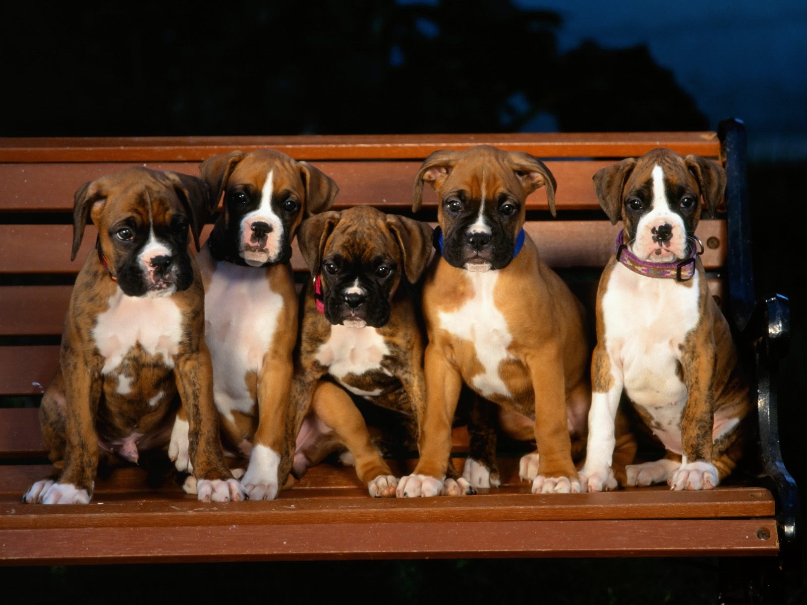 Desktop Wallpaper Gallery Animals Boxer Dog Puppies
