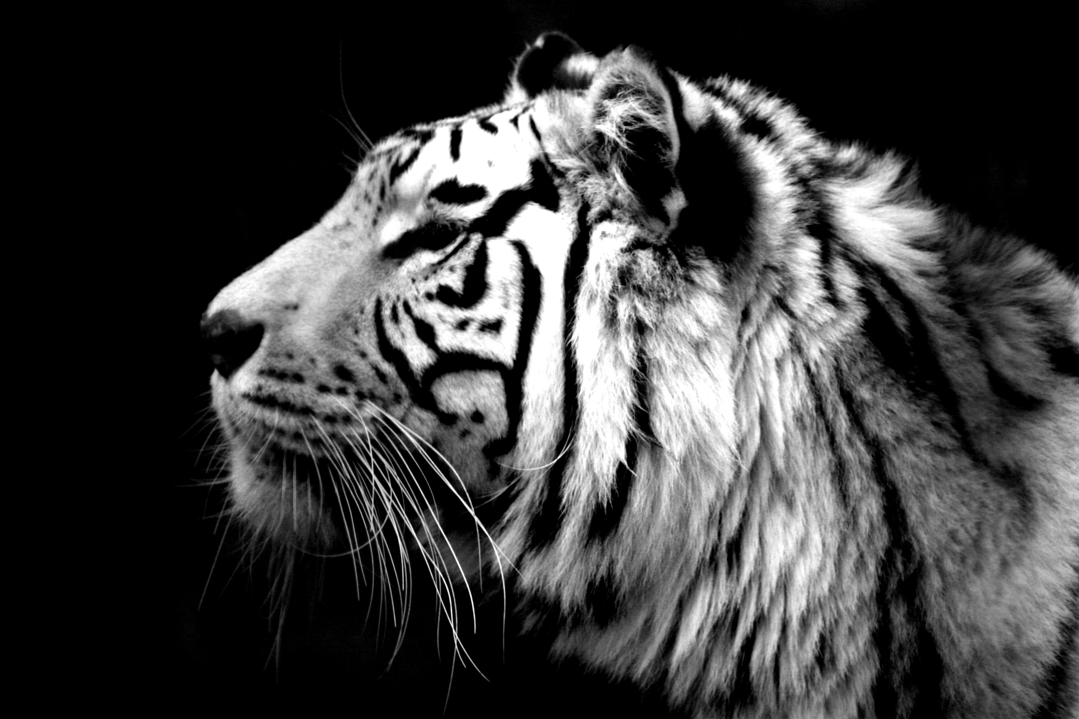 White Tiger Computer Wallpapers Desktop Backgrounds 3504x2336 ID