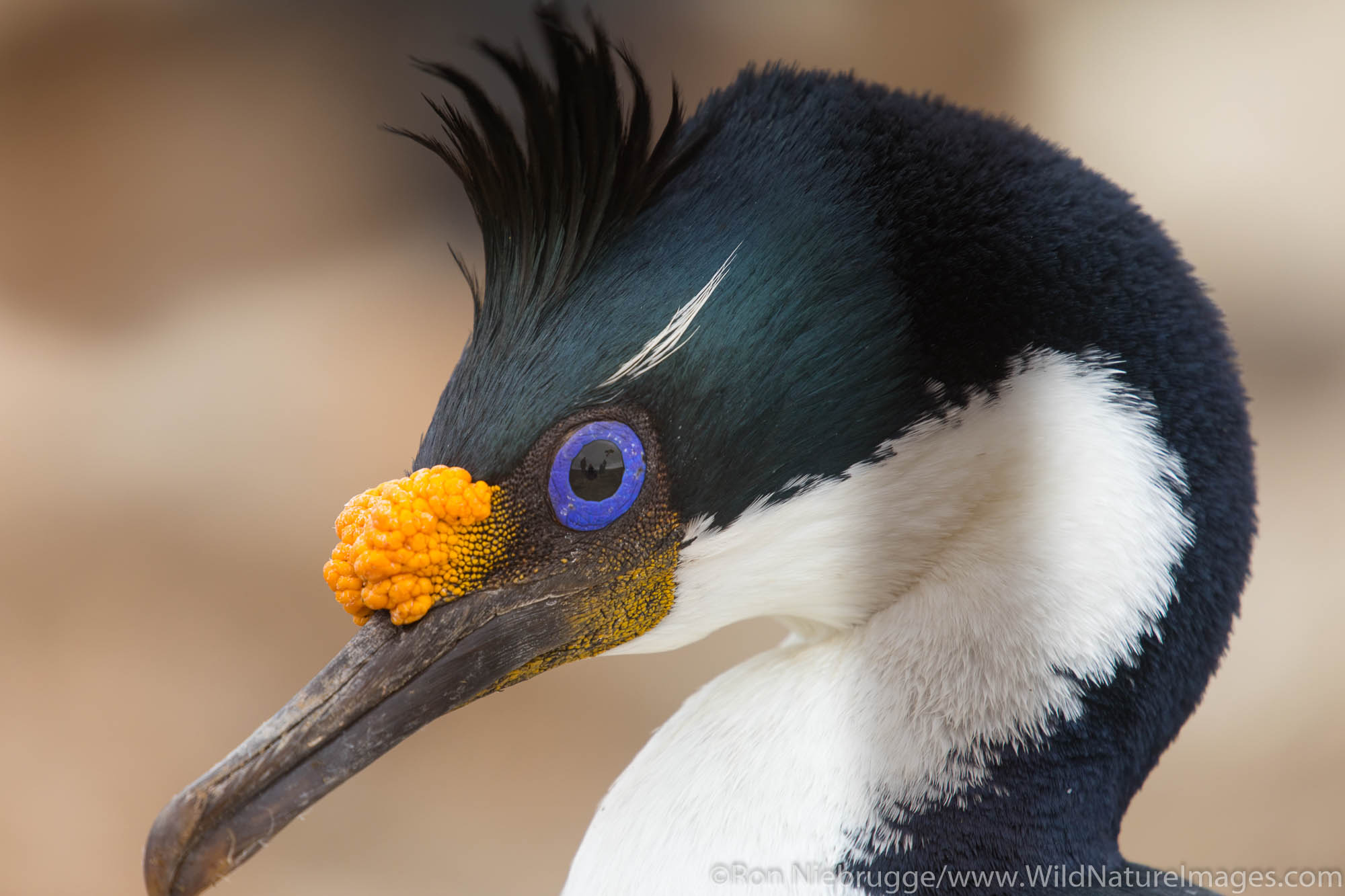 Imperial Shag Wallpaper
