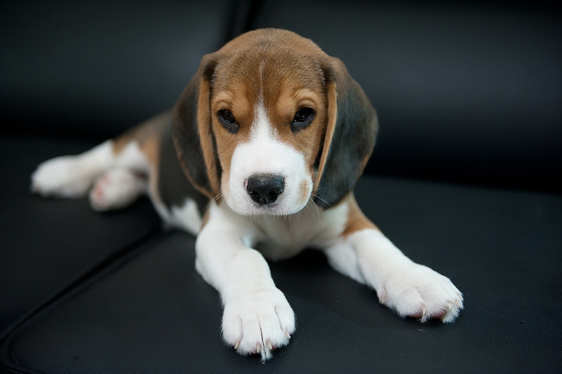 Wallpaper Dog Friend Beagle