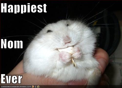 Funny Animals Hamsters Wallpaper For Widescreen